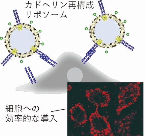 膜タンパク質